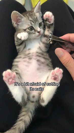 How to Safely Trim Your Kitten's Nails