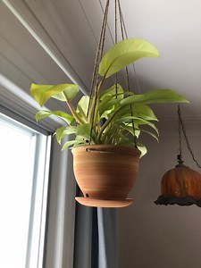 Turmeric Pottery Hanging Planter: Stoneware With Catch Basin, US Tariff Exempt - Etsy