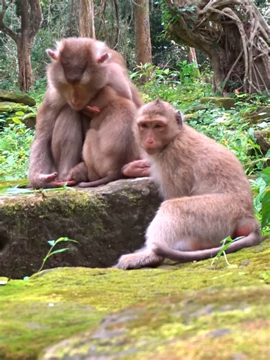 #273 #animal #animallover #animalsurvival #animals #animalsworld#monkey #monkeys #monkeybaby