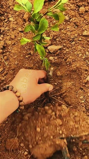 Tree Sapling Planting: Expert Manual Soil Bedding 🚜🌳💥