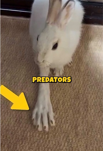 Discover the Mighty Jackrabbit: Nature's Kickboxer