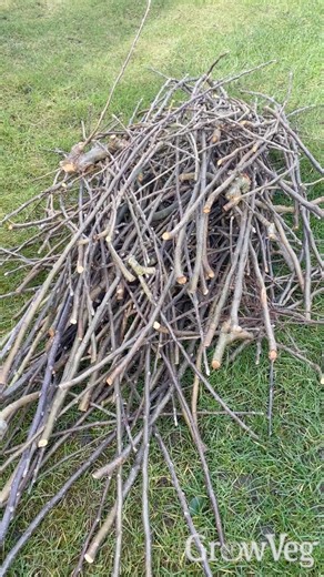 Winter pruning your apple tree... Keep those water sprouts and use them and other prunings around the garden to make organic structures for next seasons plants. https://www.growveg.com/guides/how-to-winter-prune-apple-trees/ | GrowVeg