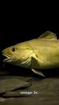 The Mobile Omega 3 Guide Salmon vs Cod Liver vs Fish Oil