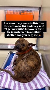 1.1K views · 137 reactions | Can you please help me  . . #rescuedog #dogsofinstagram #adoptdontshop #doglovers #puppylove #rescuepup #dogstagram #dogoftheday #doglife #puppygram #furbaby #dogrescue #dogsofig #doggo #doggylove #puppyoftheday #dogsofinsta #puppytales #dogsofIG #dogsofinsta #pawsome #woofwoof #puppytales | Rolls Rescue | Facebook