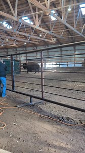 Bison Bulls arriving for the Black Hills Buffalo Thunder auction. Qasbuy.com for details. | Quality Auction Services, Inc.