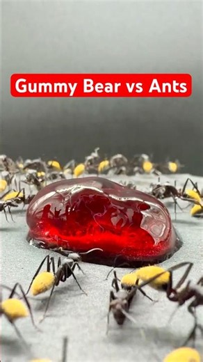 I Grew a Gummy Bear for My Ants 🐜🍬 #ants #insects #macro
