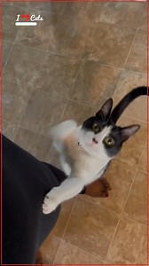 iHeartCats.com on Reels