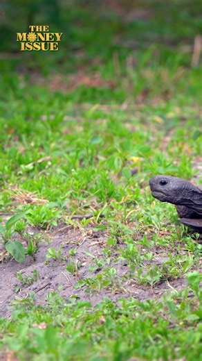 105K views · 2.9K reactions | Do Nothing For One Minute Take a minute, turn up the volume as we leave you this Sunday with gopher tortoises in Titusville, Florida. Videographer: Doug Jensen. https://cbsn.ws/4ayrTaB | CBS Sunday Morning | Facebook