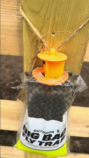 Fly control for cattle on the ranch, how do we do it? #cow #flycontrol #weygu #ranching #akaushi