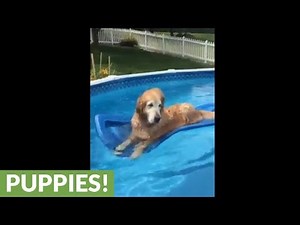 Dog chills out on floatie in the pool