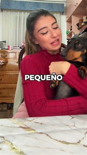 The day your dachshund chose you