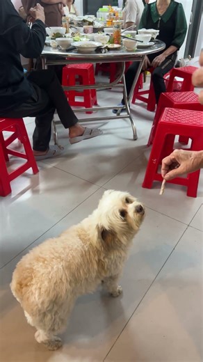 Chú chó đáng yêu