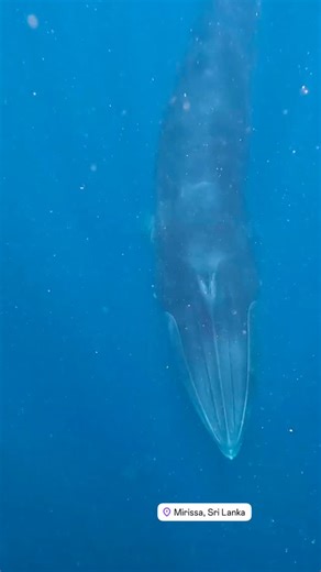 ニタリクジラとスイム🐋 スリランカミリッサ地区🇱🇰 ミサイルの様なスマートな体型のクジラでした☝️ Swimming with Bryde's whales in Mirissa, Sri Lanka 🐋 They were missile-like whales ☝️ #ニタリクジラ #Balaenopterabrydei #クジラ #gopro #srilanka | Mitsugi Yano