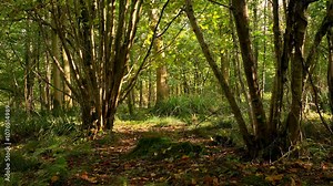 Two clusters of trees in a British forest with dappled light