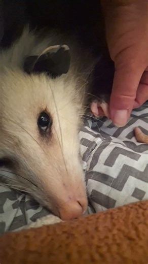 Blanche Enjoys Her Den Of Blankets Too! #Opossum