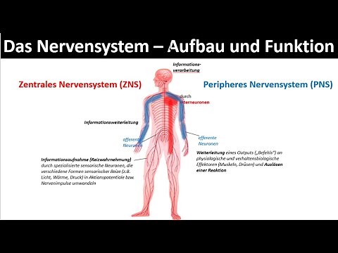Nervous system - structure and function [Overview of the central and peripheral nervous system]