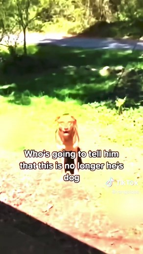 Skinwalker disguised as DOG 💀🐶 #fyp #viral #trending #dogs #skinwalker #scary #mystery