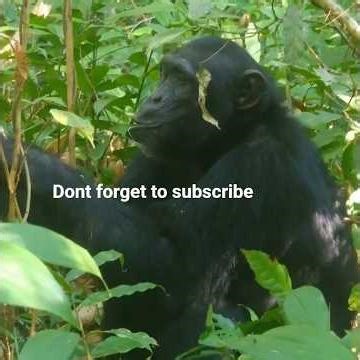 Did you know that chimpanzees are cannibalistic?