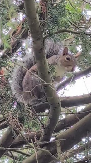 🐿️📢Angry squirrel barking. #squirrel #cute #animals
