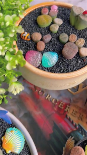 Boutique Large Lithops Random DIY Mix Rare Live Succulents Plants, Bare Root Without Soil & Pot, Plants Lover Gift - Etsy