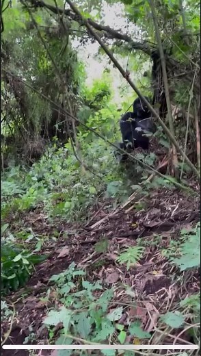 Wild Gorilla Swinging in the Jungle