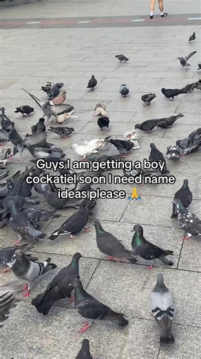 Unique Name Ideas for Boy Cockatiels