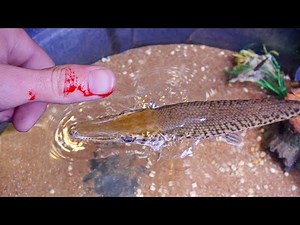 My Pet Alligator Gar Bit Me!!