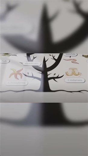 Octopus DNA: More Genes Than Humans? Alien?