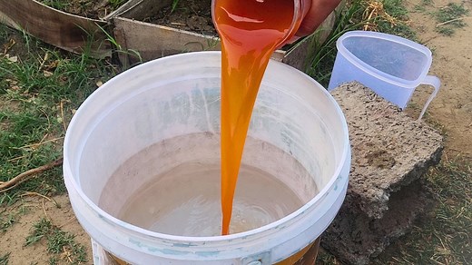 Boost your tomato growth with this budget organic fertilizer