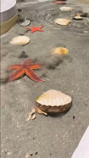 The Swimming Clam Explained