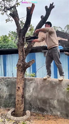 Skilled Pruning: A Worker's Precision in Tree Maintenance