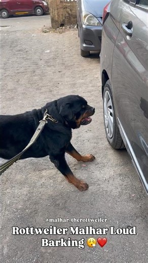 Rottweiler Loud Barking #dog #rottweiler #dogbark #barking #pets #shorts #shortvideo #viral