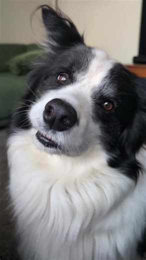 Playful Border Collie Moments