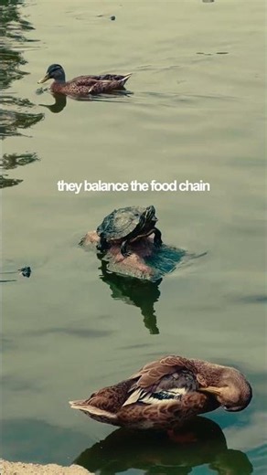 Amazing Facts About Turtles