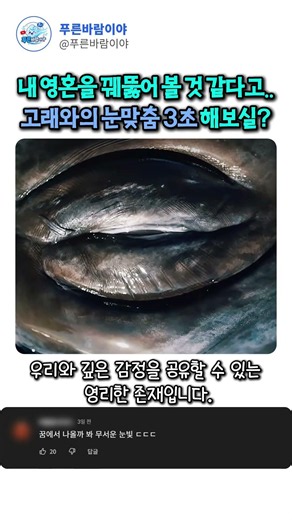 "내 영혼까지 꿰뚫어 보는 것 같다고?👀" 고래와의 눈맞춤 3초 해보실래요? 신화 속 주인공 같은 영험함과 신비로움... #고래 #동물