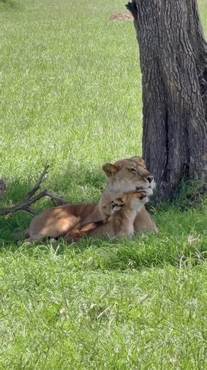 🇳🇦 10 DAYS OF DESERT & WILDERNESS ADVENTURE IN NAMIBIA Dramatic landscapes, unique wildlife & epic road trip scenery 🏜️🐘 Day 1 – Arrival in Windhoek • Airport meet & greet • Transfer to hotel in Namibia’s capital city • Safari briefing & orientation • Optional city tour & craft market visit • Overnight in Windhoek Day 2 – Windhoek → Sossusvlei (Namib Desert) • Scenic drive through mountain passes & desert landscapes • Arrival in Namib-Naukluft National Park region • Sunset drive across deser