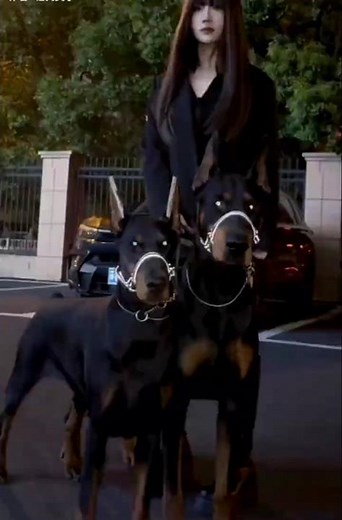 Doberman Pinscher: The Most Fearless Dog on Earth! #shorts #doberman #dogslife