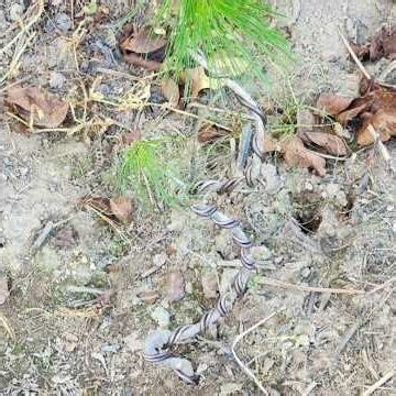 Making a Miniature Pine Tree Like a Pine Bonsai: Wrapping Pine Tree Wire