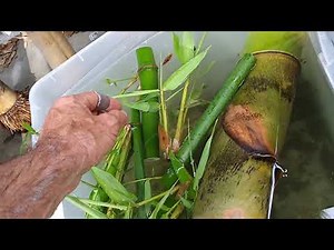 Planting Bamboo in Florida / Propagating bamboo from cutting 7/31/18 #seetheforest
