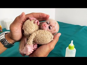 The journey of adopting a poor newborn baby monkey
