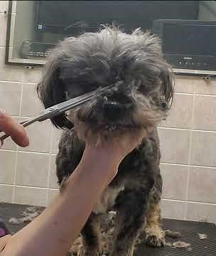 Trimming a dogs face with scissors, dog grooming from home, no restraints, Shih-Tzu