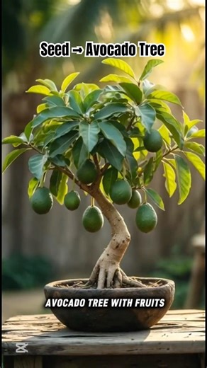 Avocado Seed to Tree in 30 Seconds 🥑🌱