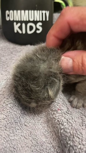 Geiger Counter Kitten Reactions | Cute Cats TikTok Compilation