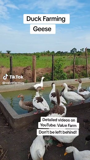 Geese Farming for Farm Security | Protecting Birds from Predators