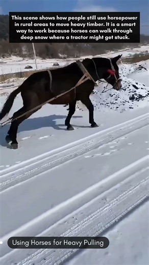 Using Horses for Heavy Pulling
