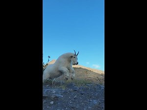 Wild Mountain Goat Attack in Alaska! Once in a lifetime dangerous encounter. Short version