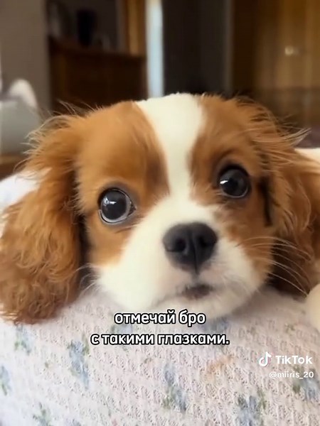 Cute Dogs That Will Melt Your Heart