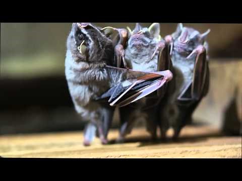 Dancing Bats