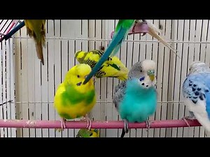 Australian beautiful bird's sounds