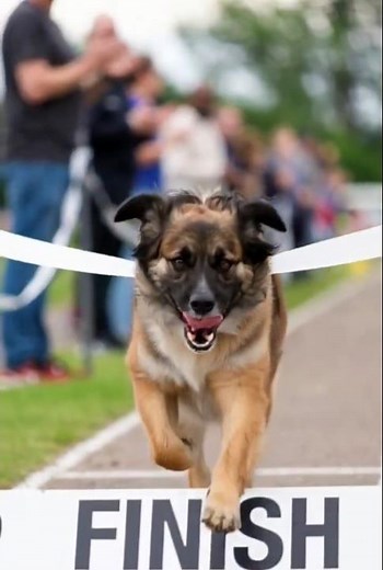 Dogs Running competition #shortvidoe #naturewallahofficial #trenging #youtubeshort #petshub